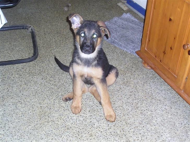 Schæferhund SENTA billede 5