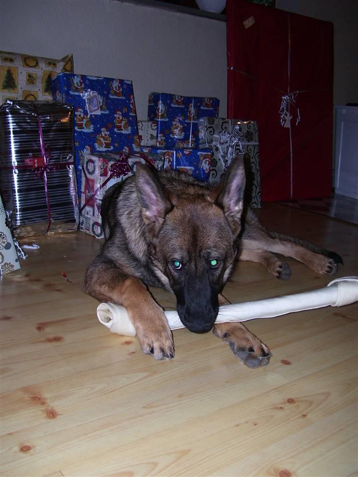 Schæferhund Kila - cnn billede 10