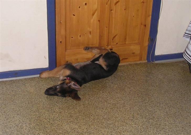 Schæferhund SENTA - Jeg tager mig lige en lur billede 6