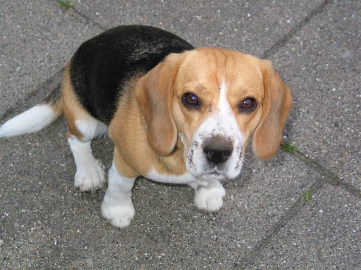 Beagle Molly billede 20