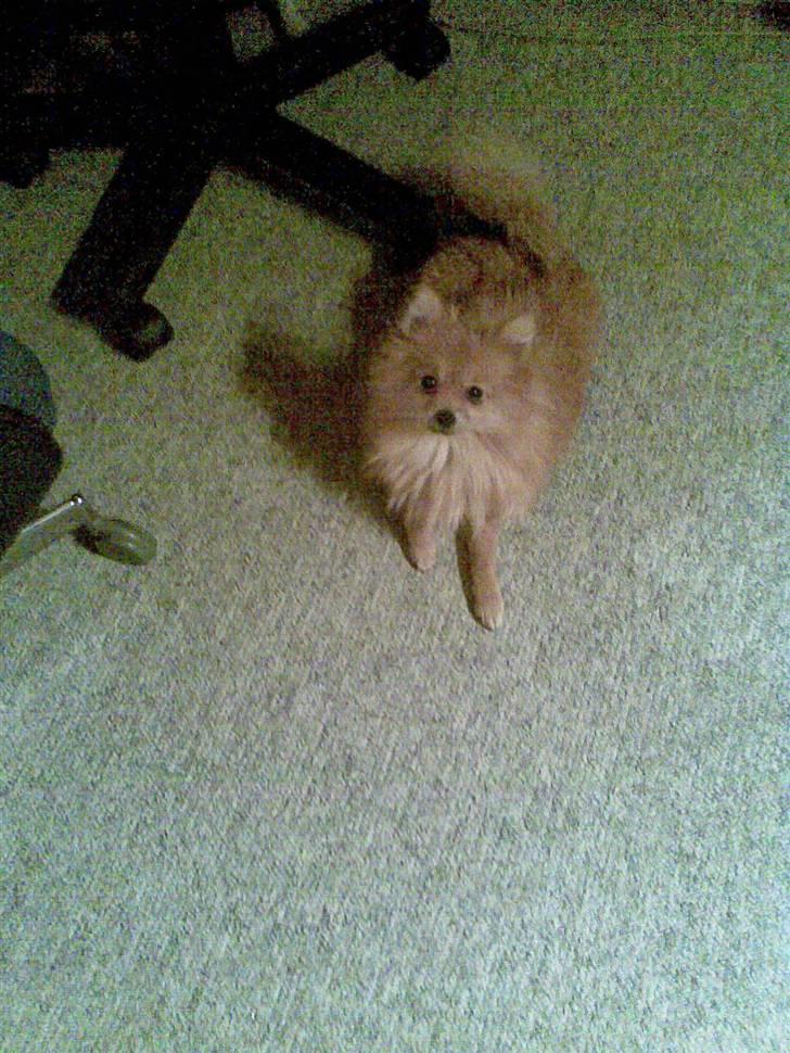 Pomeranian Rosa billede 11