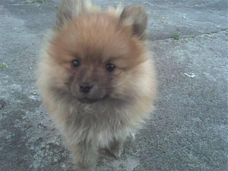 Pomeranian Rosa billede 12