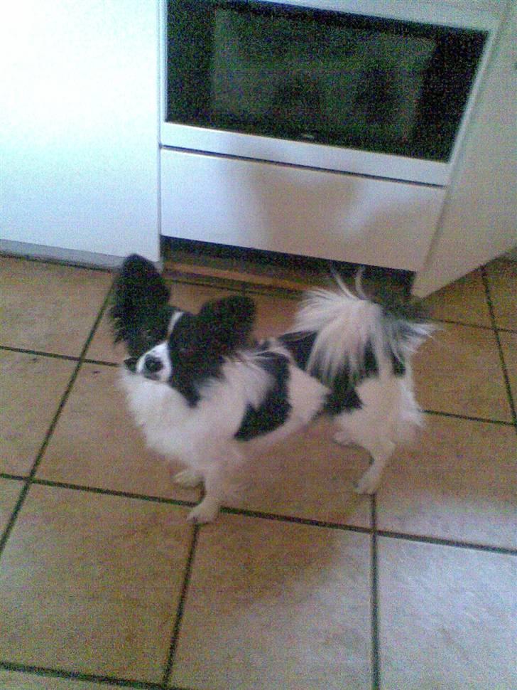 Papillon satan billede 7