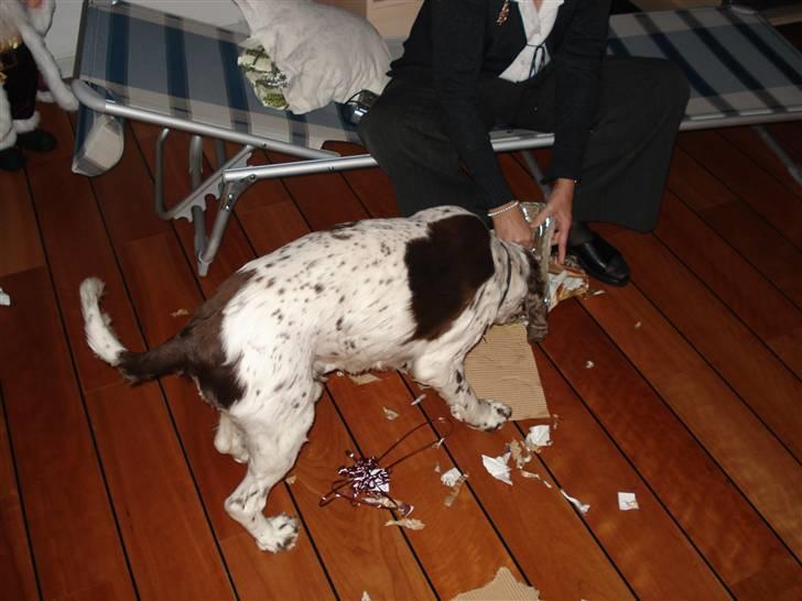 Engelsk springer spaniel Bølle  R.I.P.  - jubii jeg har fået julegave billede 6