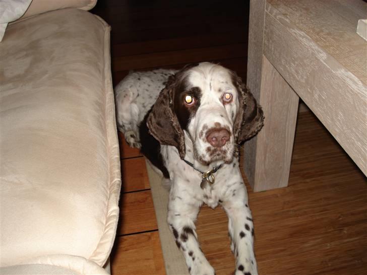 Engelsk springer spaniel Bølle  R.I.P.  - ja jeg må jo nøjes med gulvet  suk billede 7
