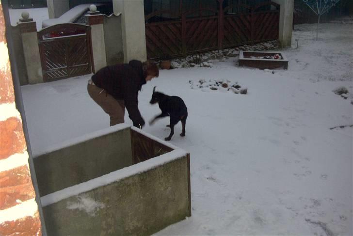 Rottweiler Shila (bøffen) - dejligt med sne, elsker når mor kaster en snebold. billede 6