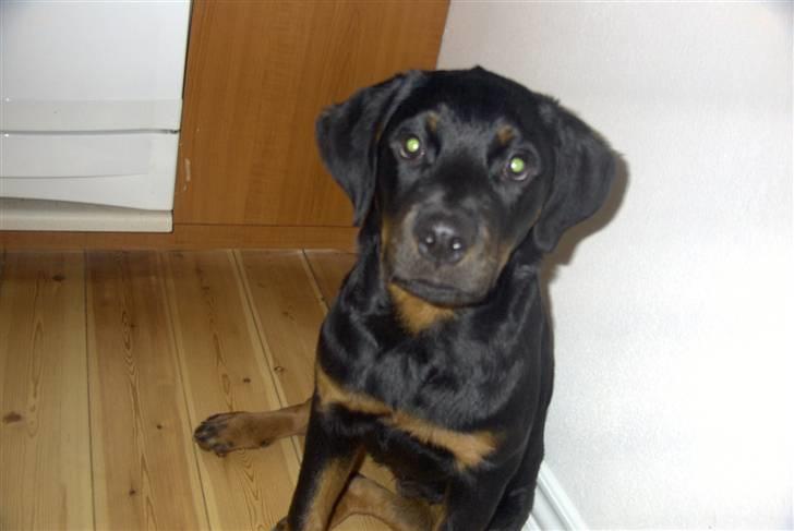 Rottweiler Shila (bøffen) billede 7