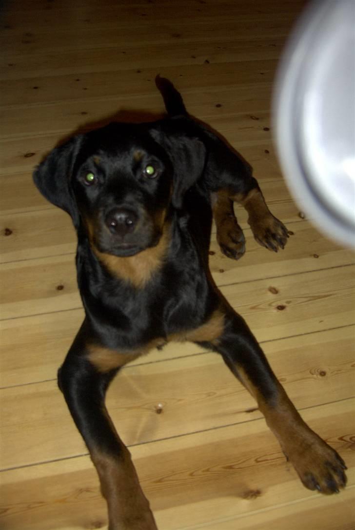 Rottweiler Shila (bøffen) billede 8
