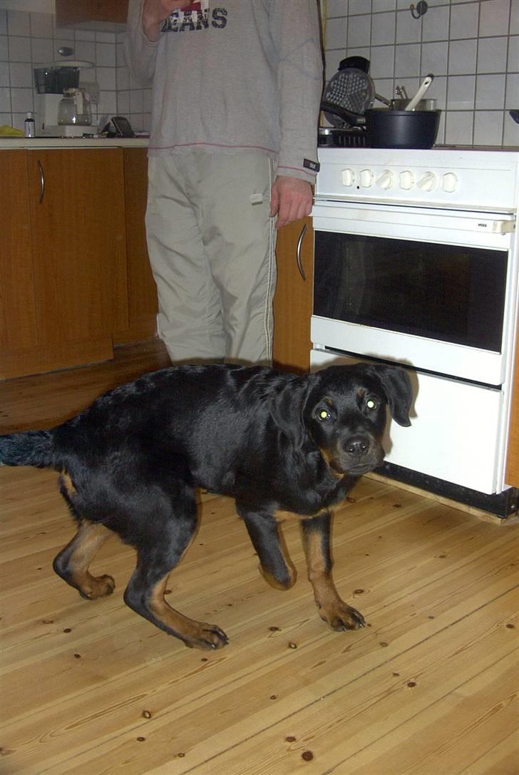 Rottweiler Shila (bøffen) - det er ikke nemt når der både er mad på bordet og mor kalder billede 9