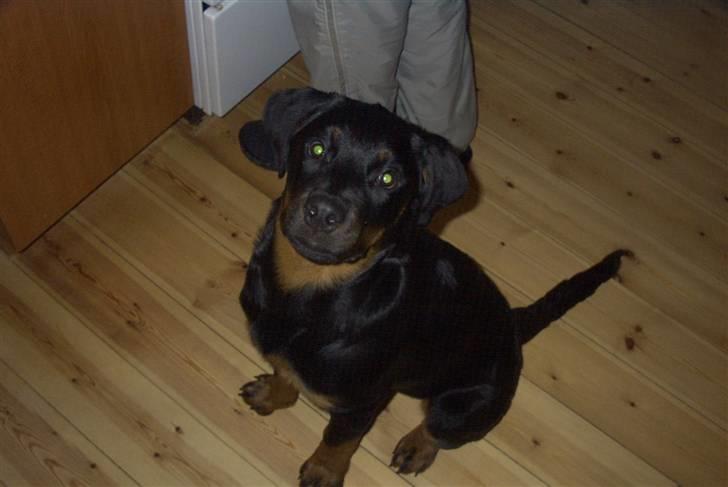 Rottweiler Shila (bøffen) billede 10