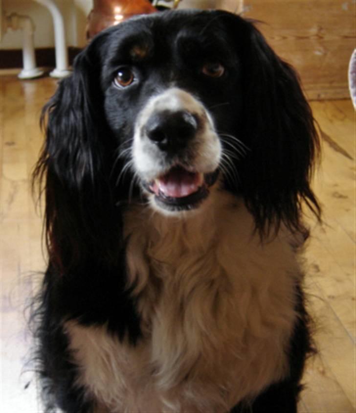 Blanding af racer viktor RIP 4/1-2011 - en moden herre på 10 år billede 1