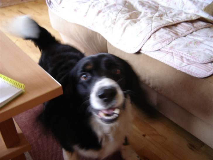 Blanding af racer viktor RIP 4/1-2011 - synes nu selv jeg liger en "baby" :-) billede 2