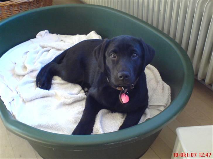 Labrador retriever maja billede 1