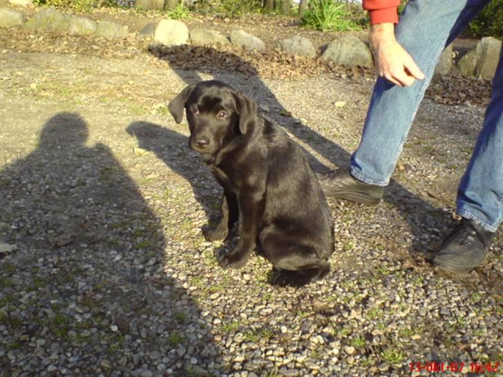 Labrador retriever maja billede 2