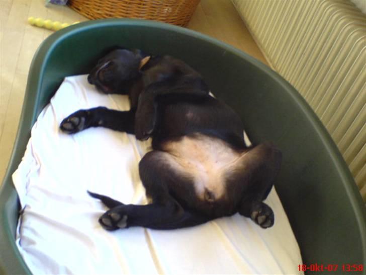 Labrador retriever maja billede 3