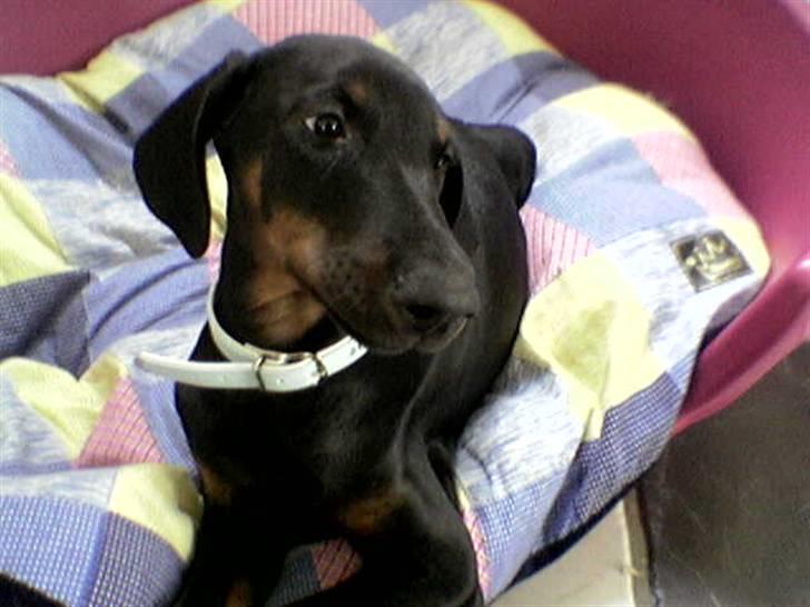 Dobermann Akira - Lil`kira billede 1