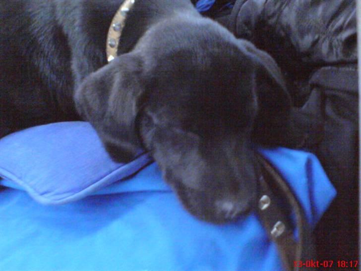 Labrador retriever maja - Her er vi på vej hjem for første gang billede 4