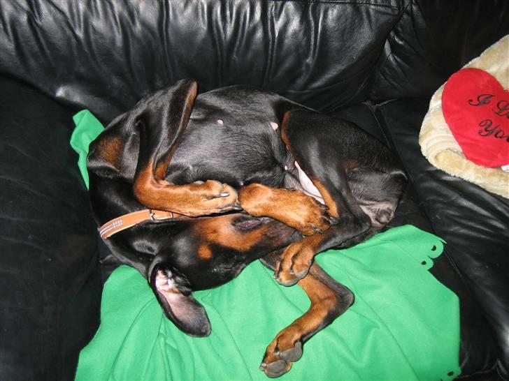 Dobermann Akira - Sover ( smidig hund ) billede 2