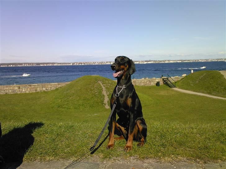 Dobermann Akira - Dejlig varm sommerdag billede 3