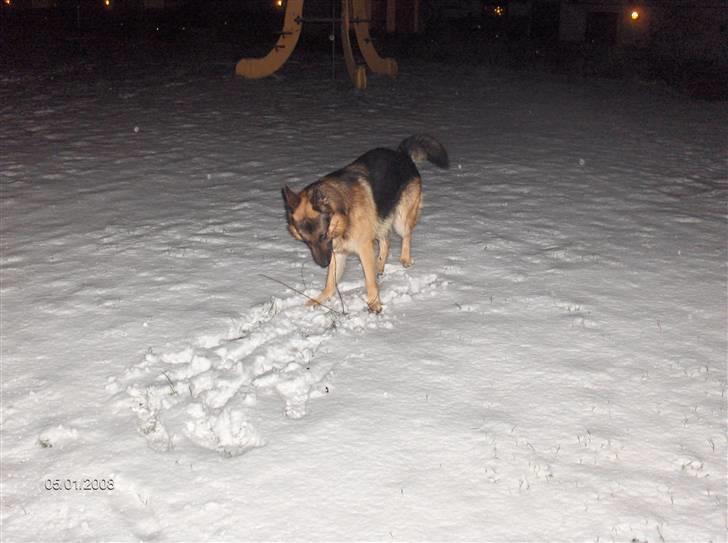 Schæferhund ravnerocks kimbo - weiii... ude og aftenlege i året første sne.. juhuu det er super sjovt billede 16