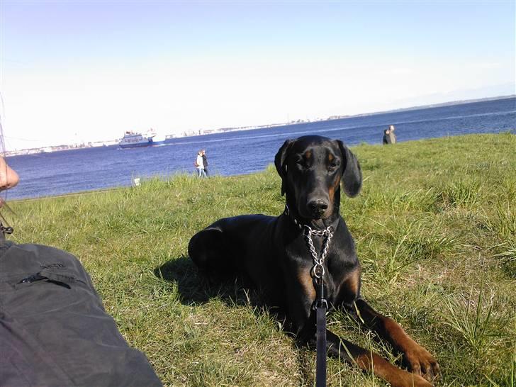 Dobermann Akira - Ligger og slapper a en varm sommerdag billede 4