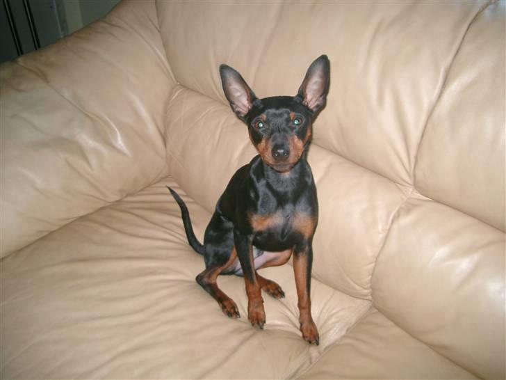 Dvaergpinscher Wiggo - Ja jeg er hurtig oppe i sofaen når ingen ser det. billede 13