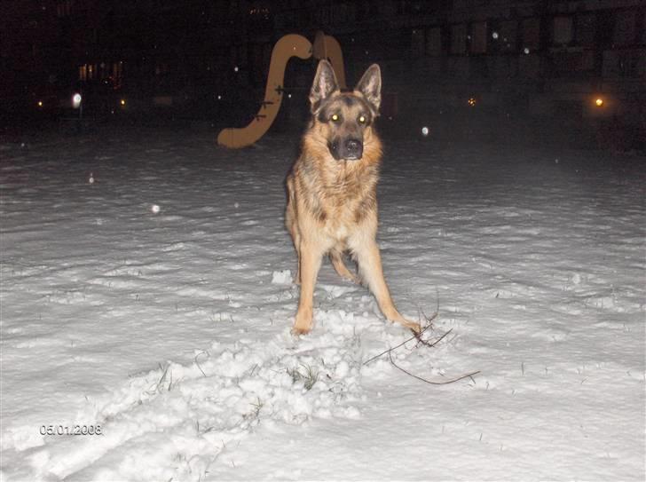 Schæferhund ravnerocks kimbo billede 17