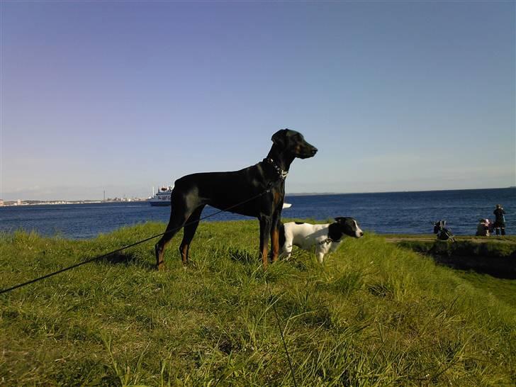 Dobermann Akira - Kigger ud over havet med sin  ven Marco billede 5