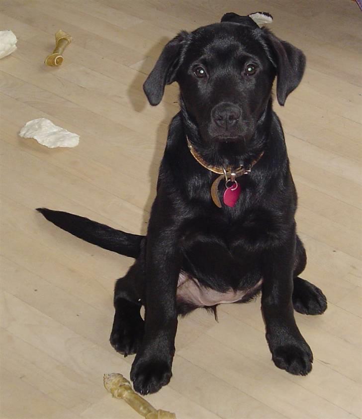 Labrador retriever maja billede 5