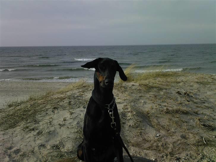 Dobermann Akira - Flyveøre billede 6