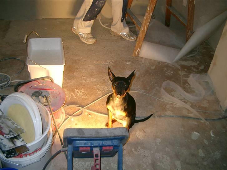 Dvaergpinscher Wiggo - Jeg skal følge med i alt, her renoverer vi køkken. billede 14