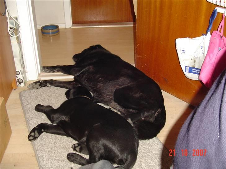 Labrador retriever maja billede 6