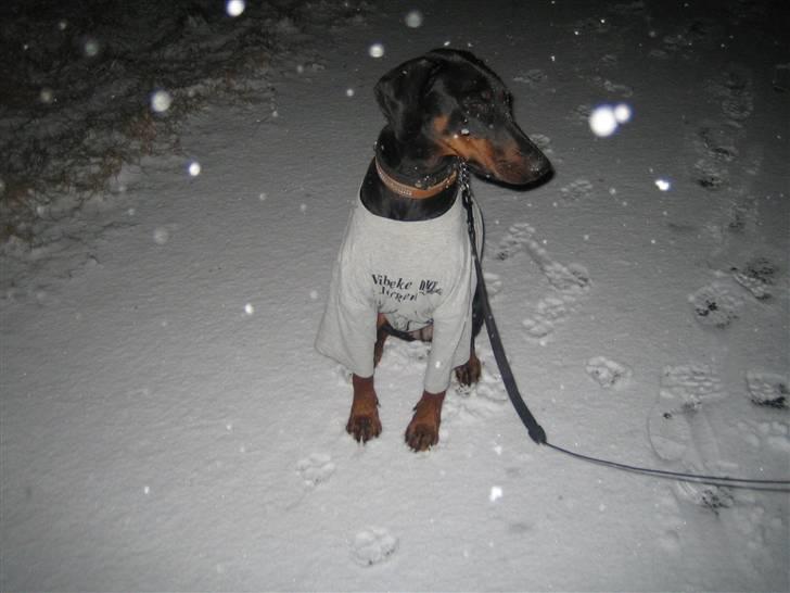 Dobermann Akira - 1 sne 2008 fik lige en t-shirt på billede 7