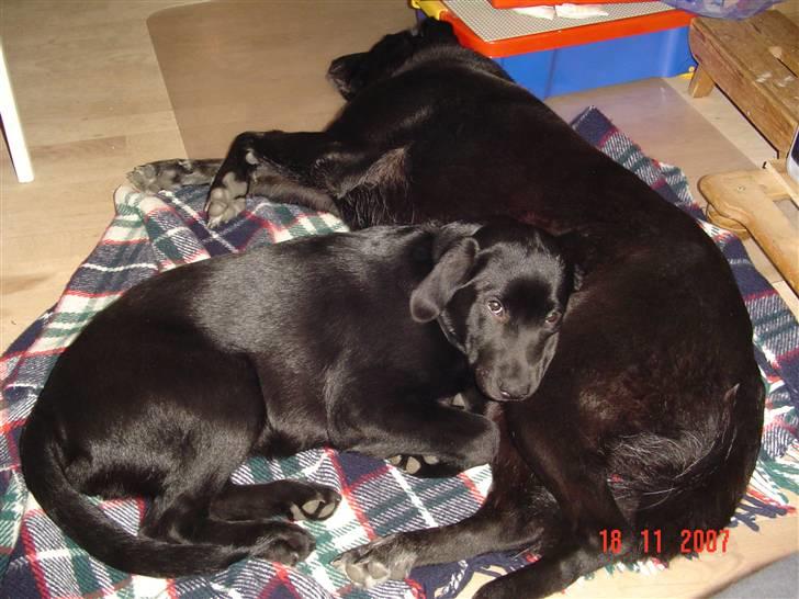 Labrador retriever maja billede 7