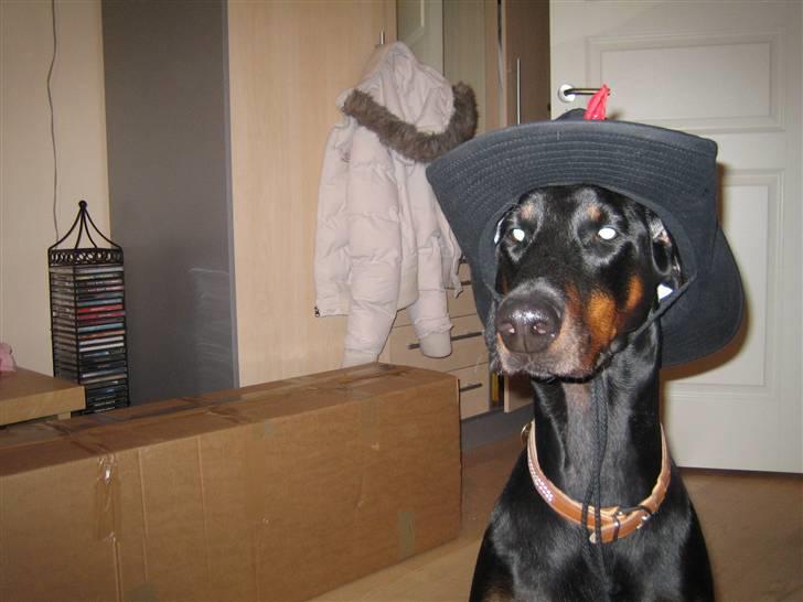 Dobermann Akira - Cowgirl billede 8