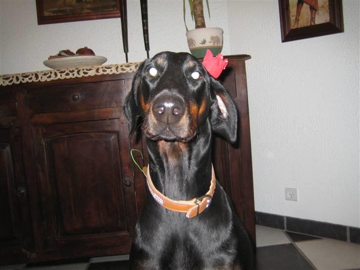 Dobermann Akira - I like Flower´s billede 9