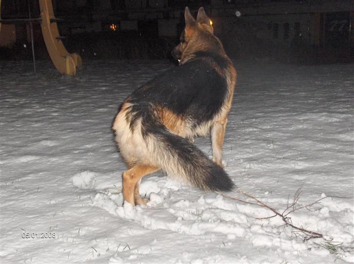 Schæferhund ravnerocks kimbo billede 18