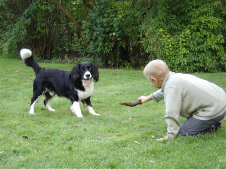 Blanding af racer viktor RIP 4/1-2011 billede 4