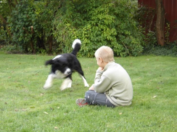 Blanding af racer viktor RIP 4/1-2011 billede 5