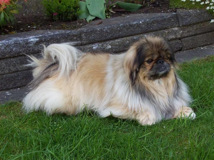 Pekingeser Lady (Putte) - er jeg ikke bare lækker billede 17
