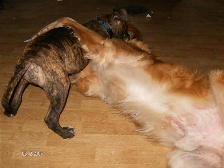 Amerikansk bulldog Topps Magic Mette - det er min bedste ven han hedder stefan og ham bor jeg også sammen med .heldig ikk.. billede 3