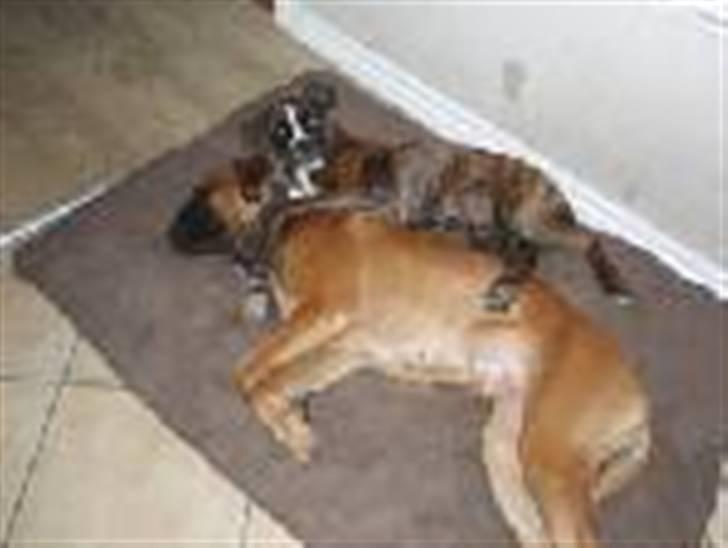 Boxer Boxon Brown Camille R.I.P billede 7