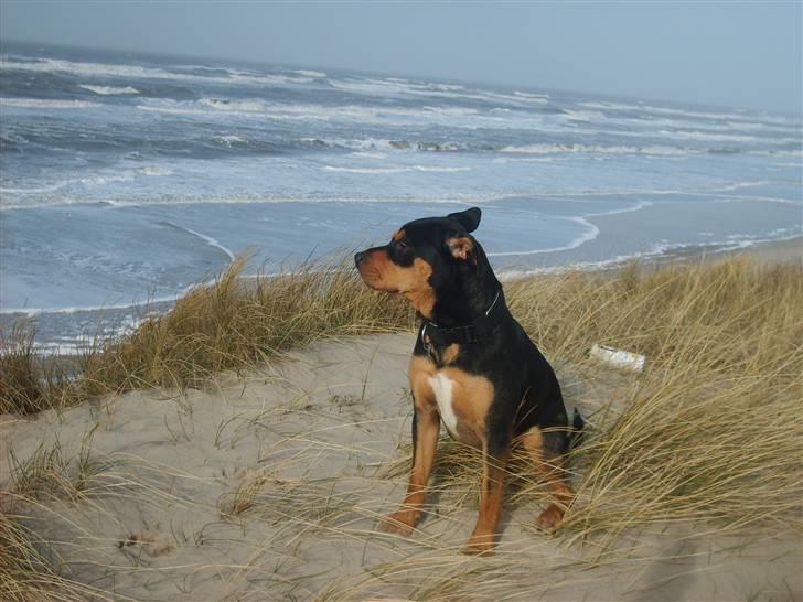 Blanding af racer BJØRN - Hvor det det flot ved vesterhavet billede 1