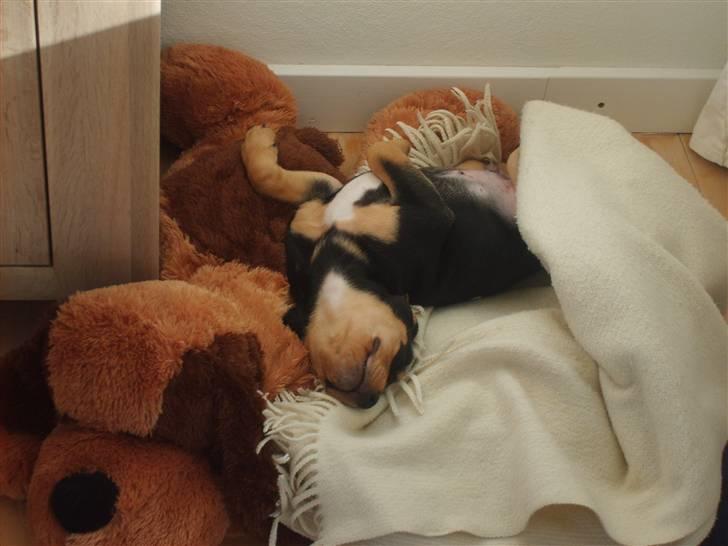 Blanding af racer BJØRN - sådan tager jeg gerne en lur billede 2