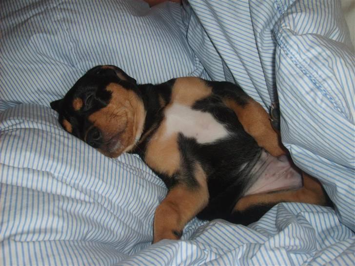 Blanding af racer BJØRN - ahhh billede 3