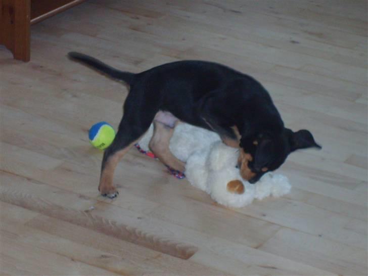 Blanding af racer BJØRN - det er sjov billede 4