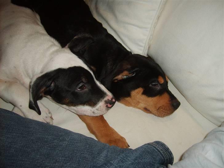 Blanding af racer BJØRN - brormand og mig efter en lang dag med leg billede 5