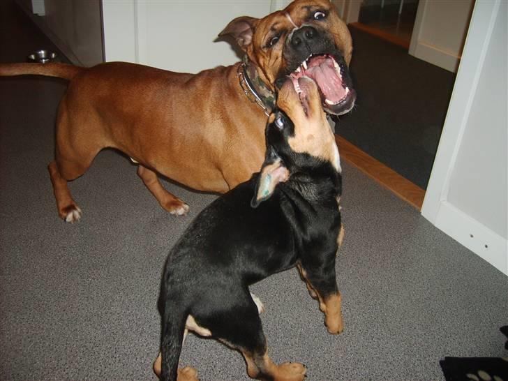 Blanding af racer BJØRN - min gode ven rex billede 6