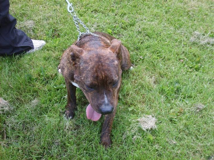 Blanding af racer BJØRN - min moar billede 7