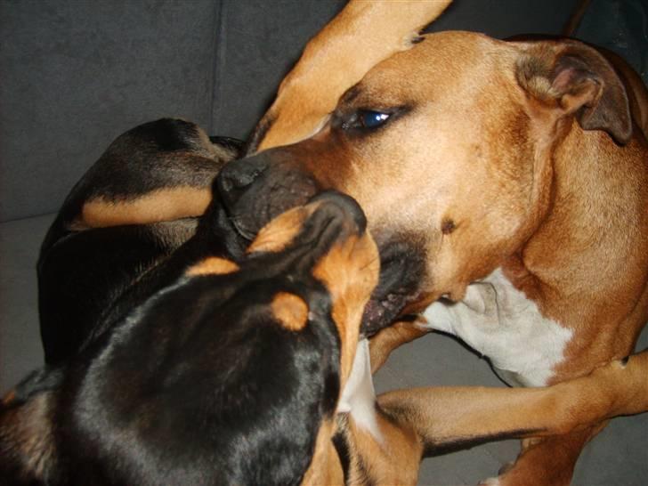 Blanding af racer BJØRN - myyysssss billede 8